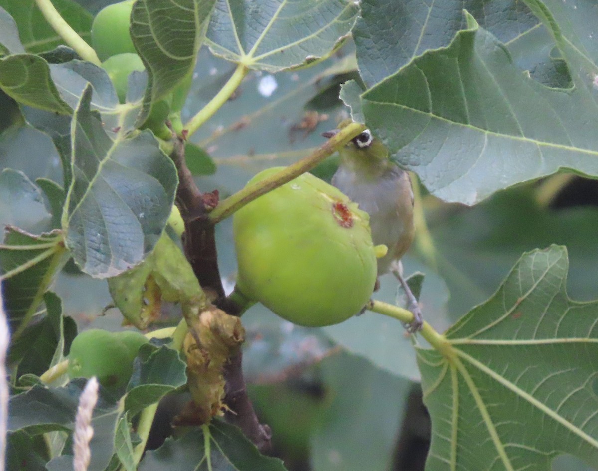 Anteojitos Dorsigrís - ML652887358