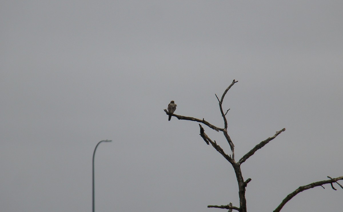 Esmerejón - ML652887359