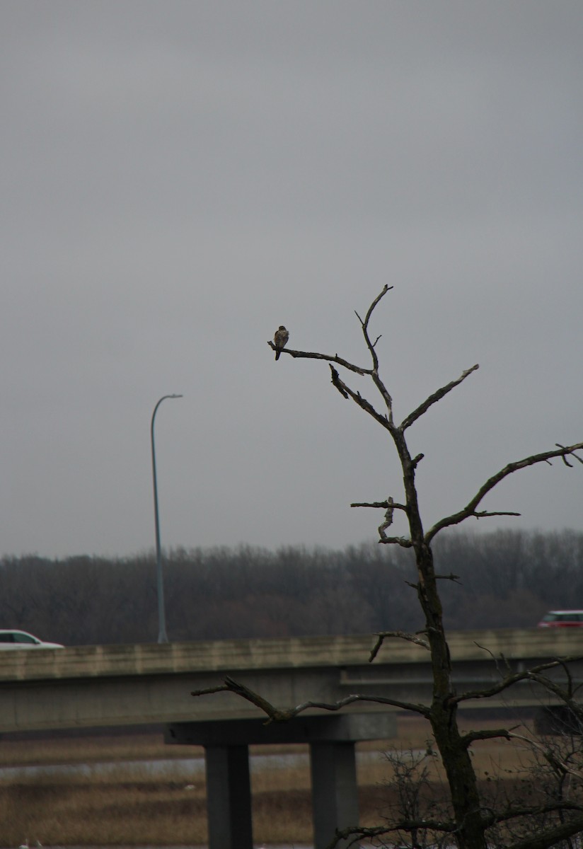 Esmerejón - ML652887360