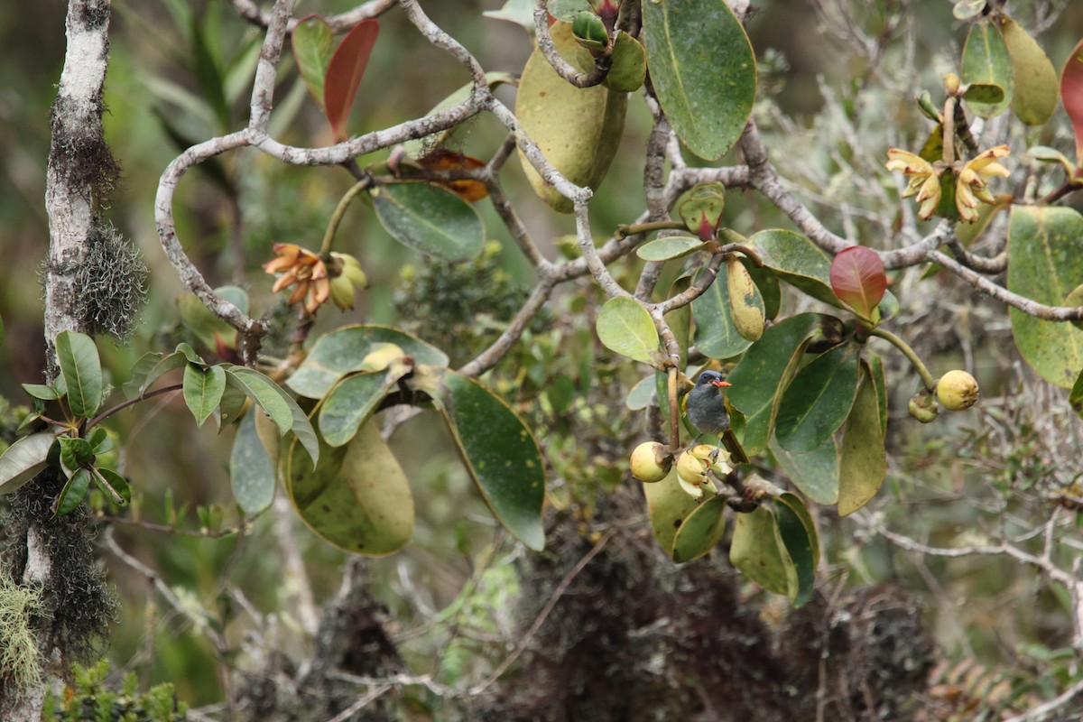 Tangara Coroniazul - ML652887361