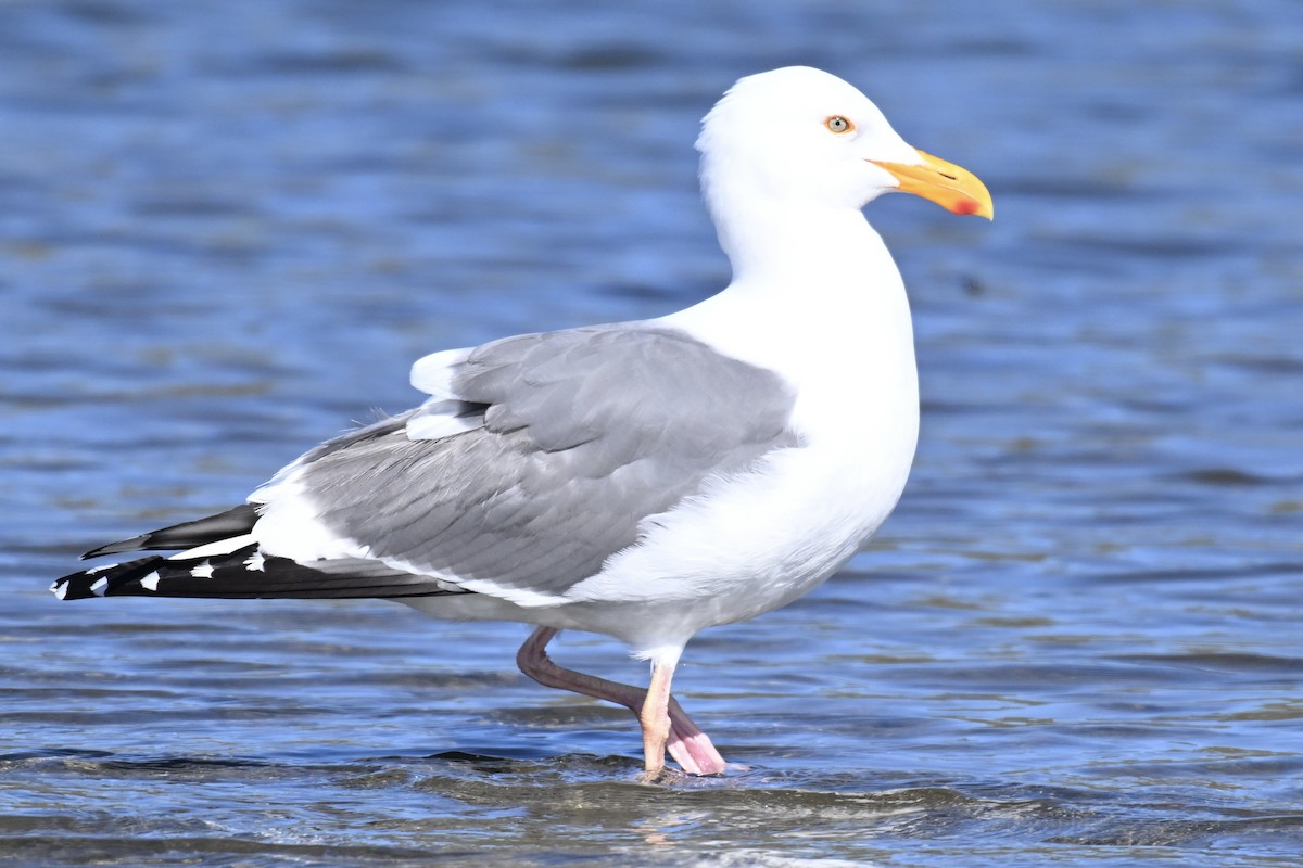 Gaviota Occidental - ML652887362