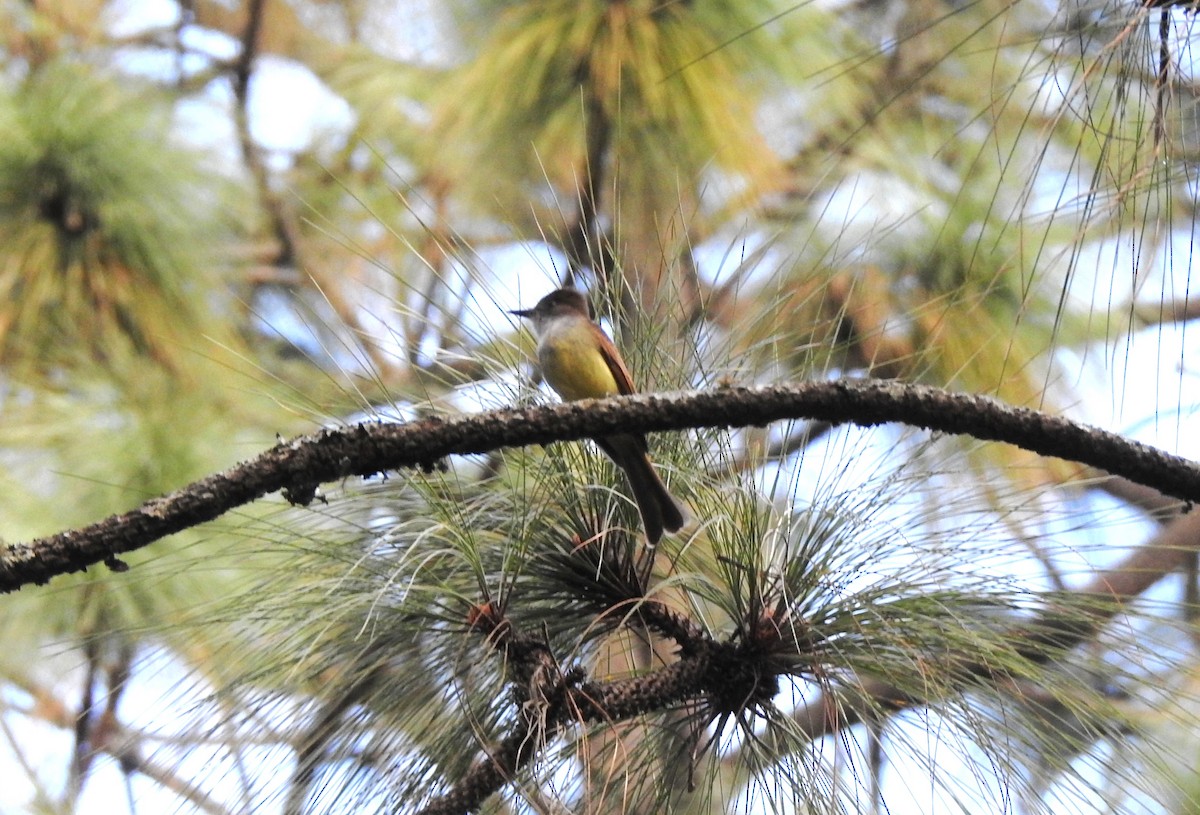 Copetón Capirotado - ML652887364