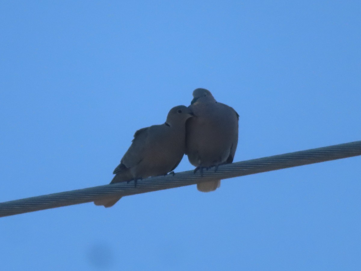 Tórtola Turca - ML652887365