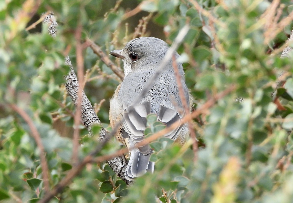 Silbador Rufo - ML652887367