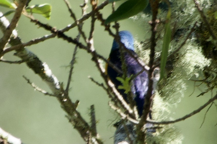 Eufonia Elegante - ML652887368