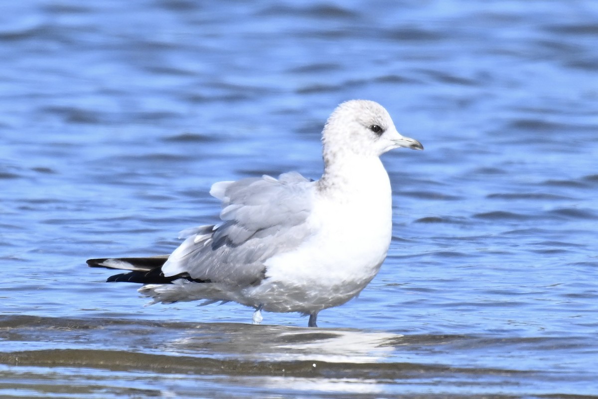 Gaviota de Alaska - ML652887370