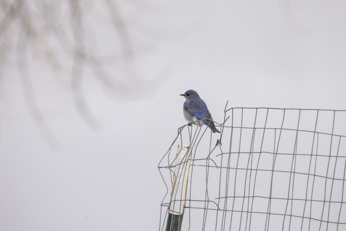 Azulejo Claro - ML652887372