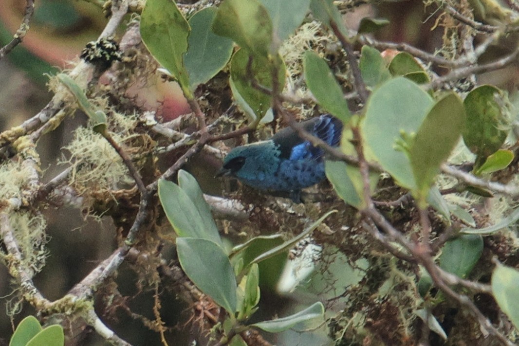 Tangara Azulinegra - ML652887373