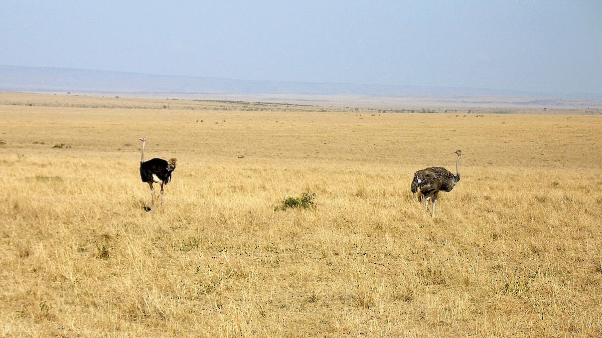 Common Ostrich - ML652887405