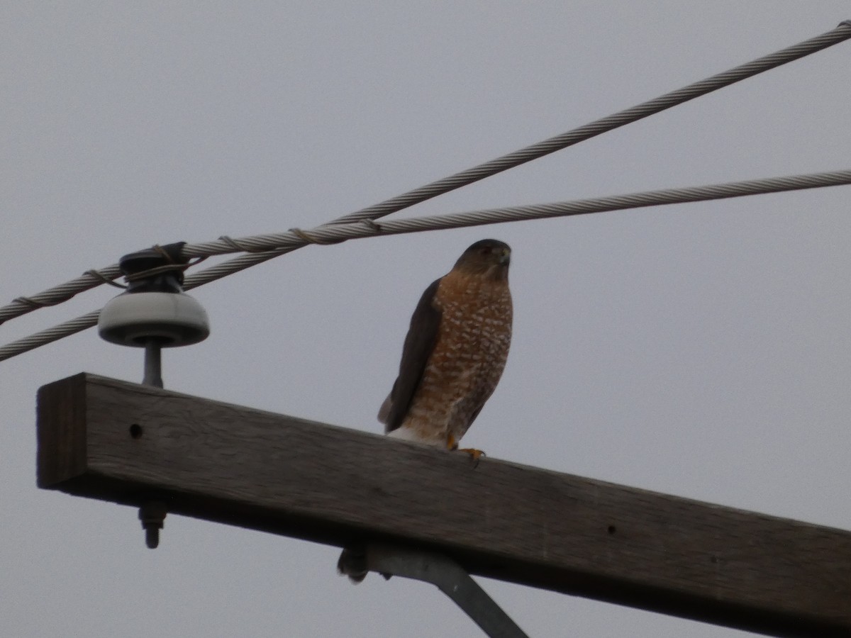 Cooper's Hawk - ML652887408