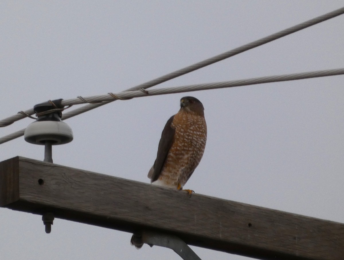 Cooper's Hawk - ML652887431