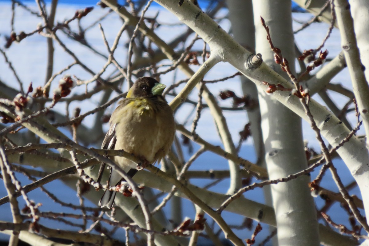 Evening Grosbeak - ML652887719