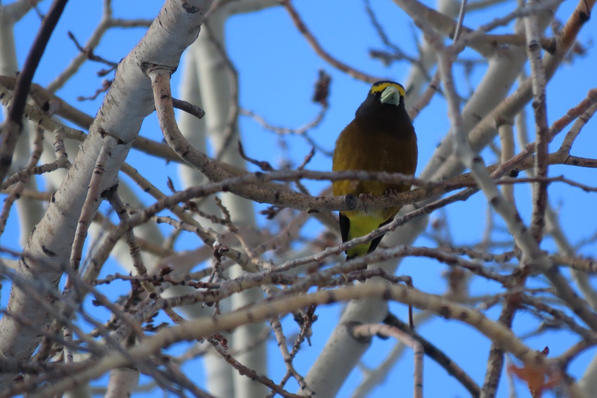 Evening Grosbeak - ML652887720