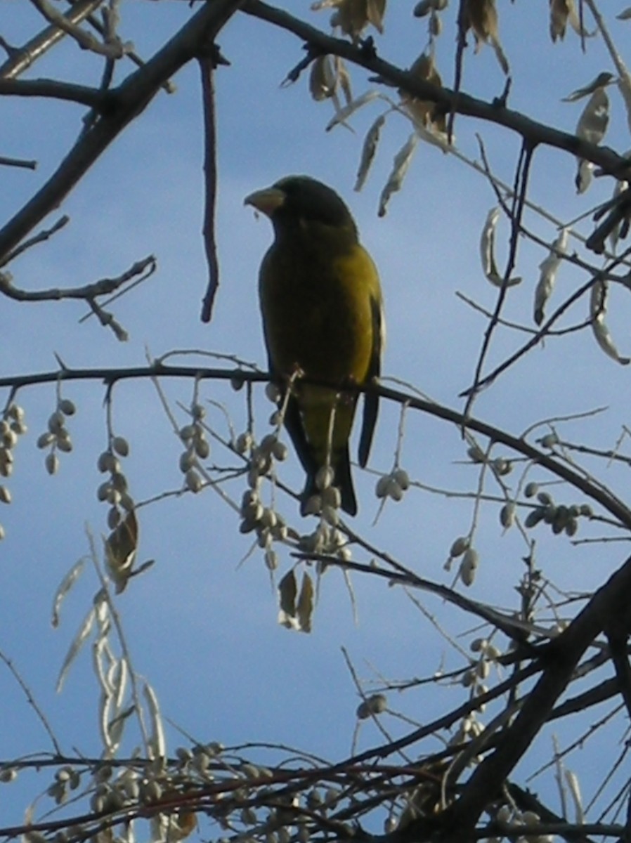 Evening Grosbeak - ML652887796