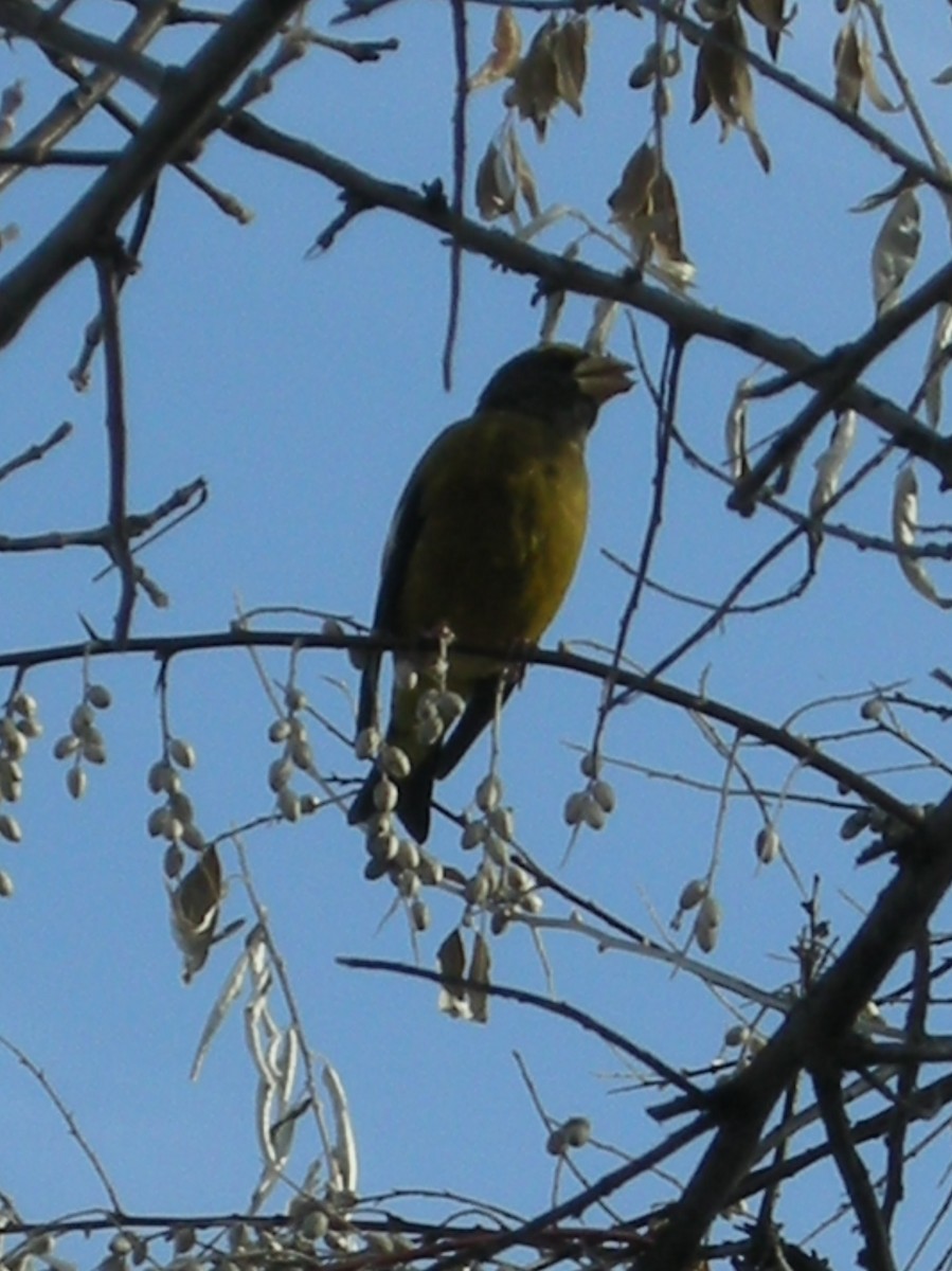 Evening Grosbeak - ML652887797