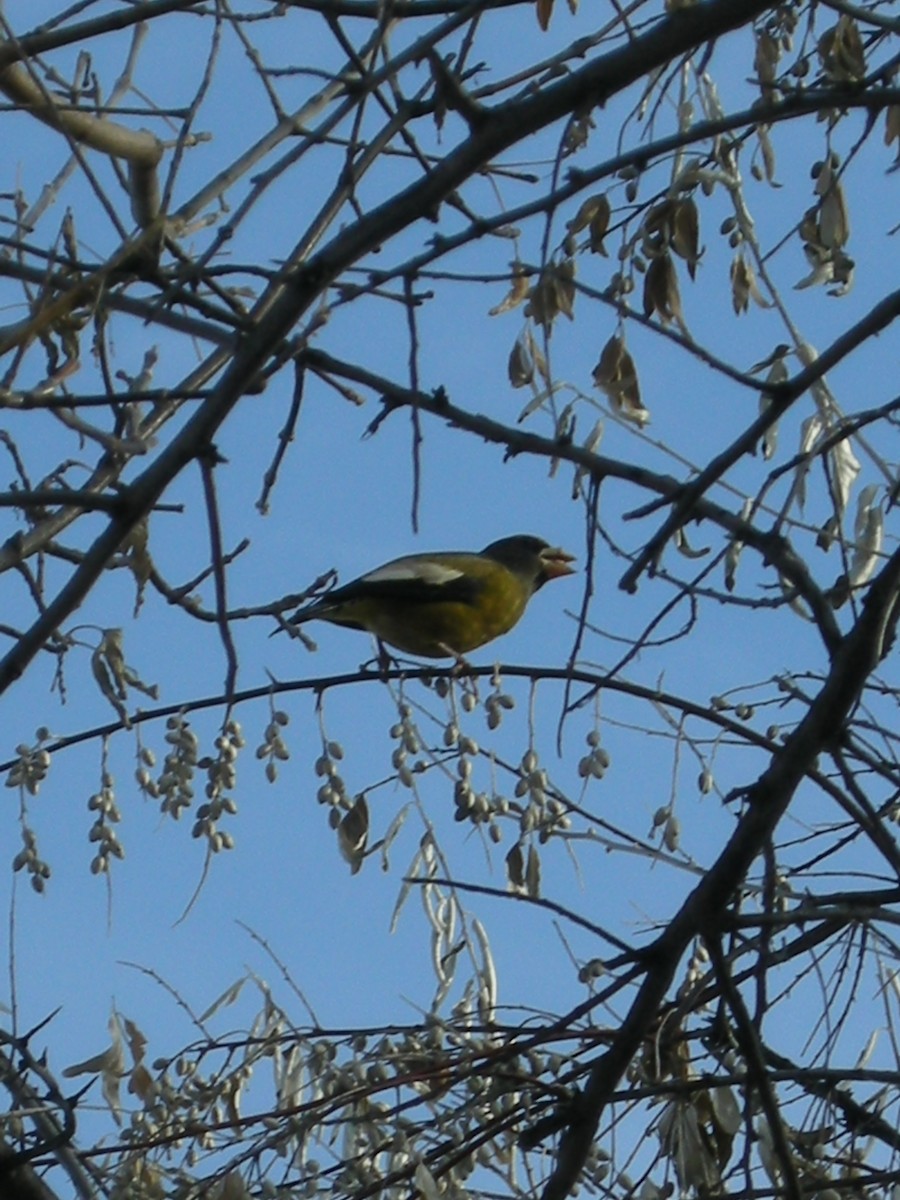 Evening Grosbeak - ML652887828