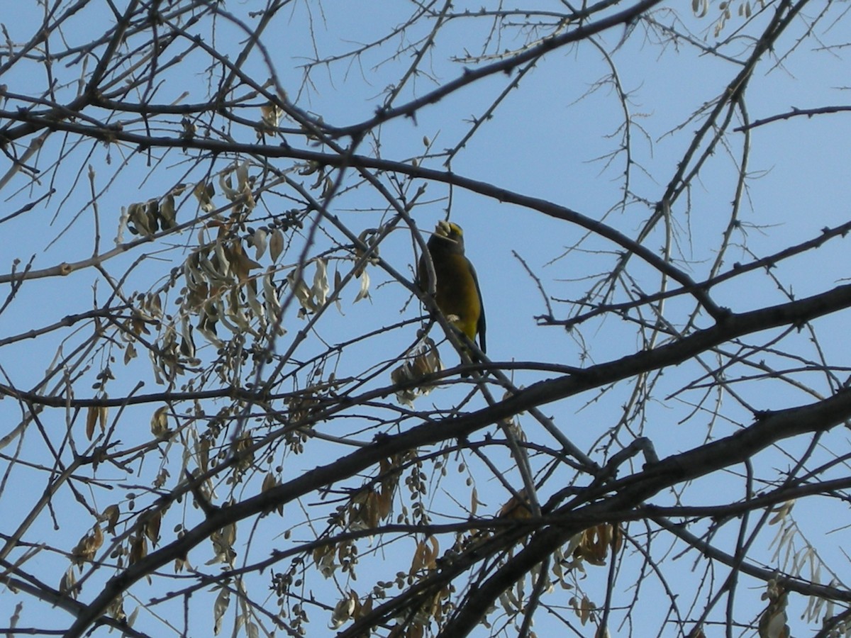 Evening Grosbeak - ML652887863
