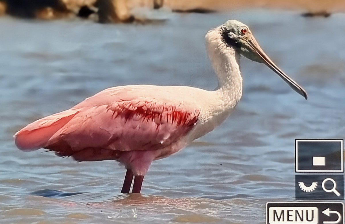 Roseate Spoonbill - ML652888583