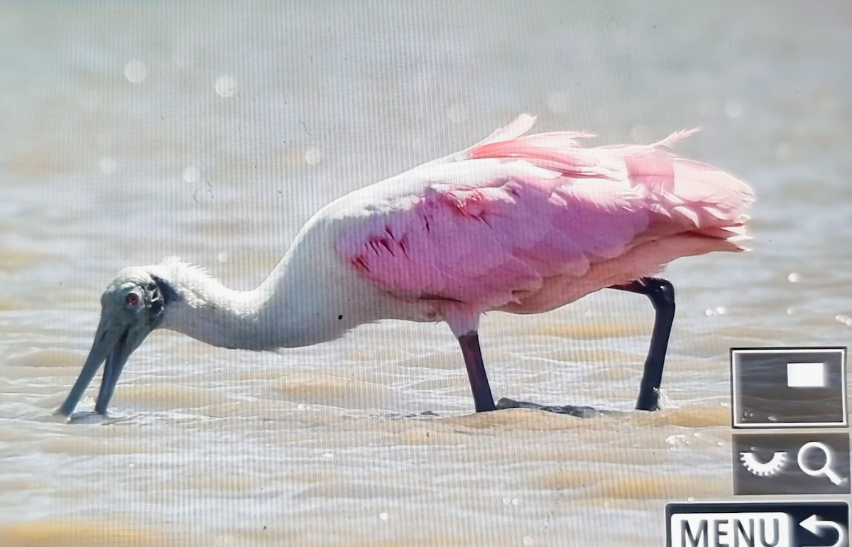 Roseate Spoonbill - ML652888584
