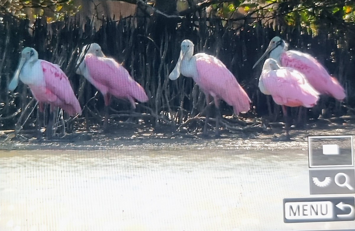 Roseate Spoonbill - ML652888585