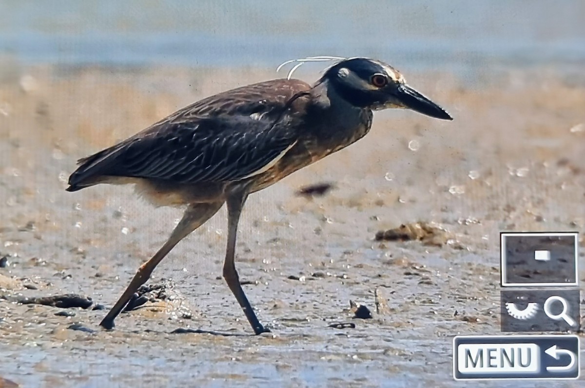 אנפת לילה צהובת-כיפה - ML652888618