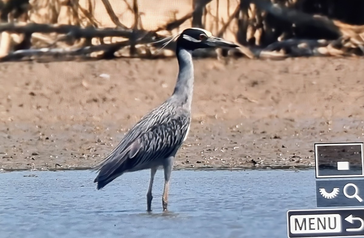 אנפת לילה צהובת-כיפה - ML652888619