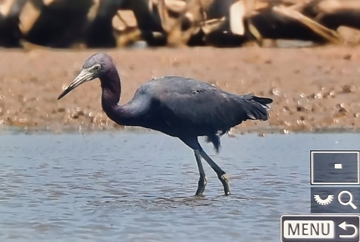 לבנית כחולה קטנה - ML652888666