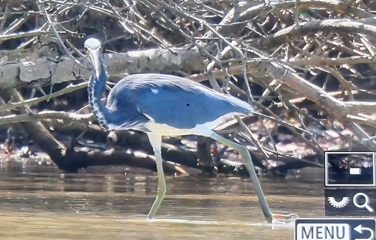 Tricolored Heron - ML652888690