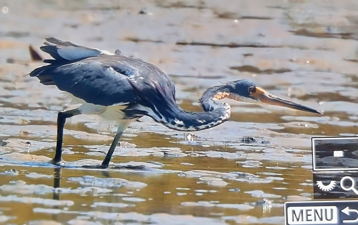 Tricolored Heron - ML652888691