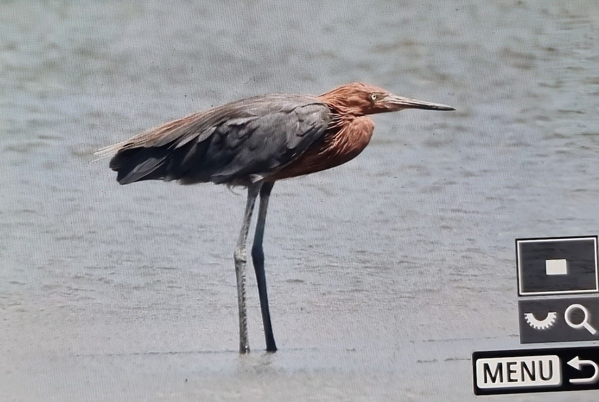Reddish Egret - ML652888726