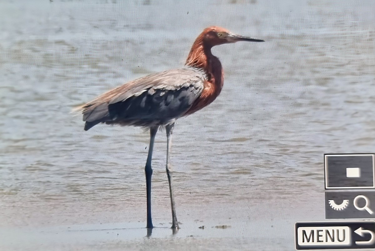Reddish Egret - ML652888727