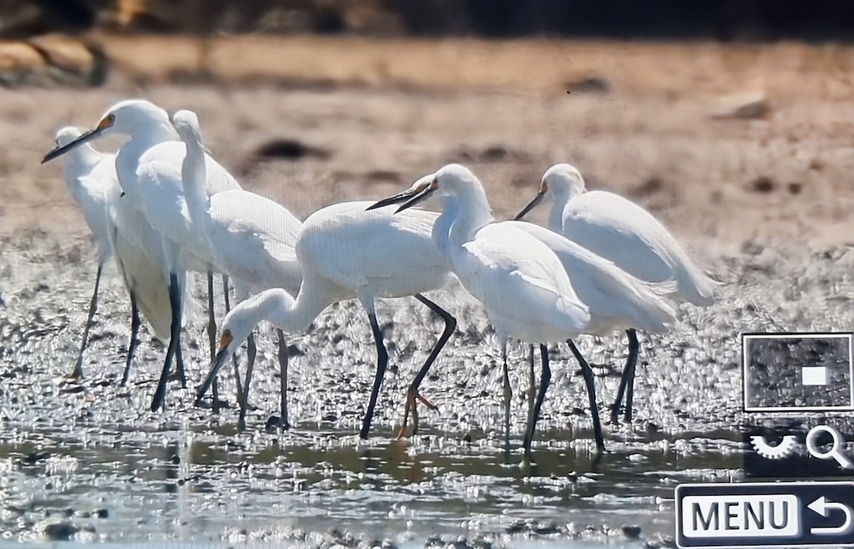 לבנית אמריקנית - ML652888782