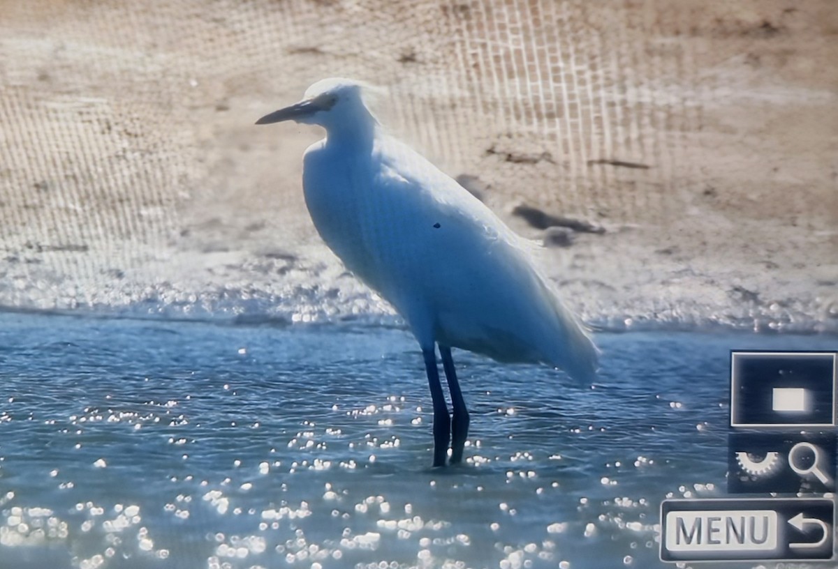 לבנית אמריקנית - ML652888783