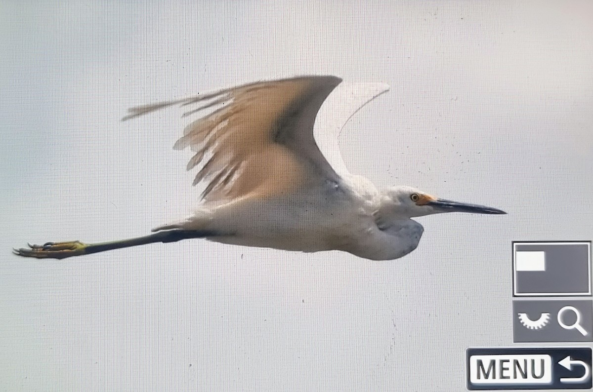 לבנית אמריקנית - ML652888784