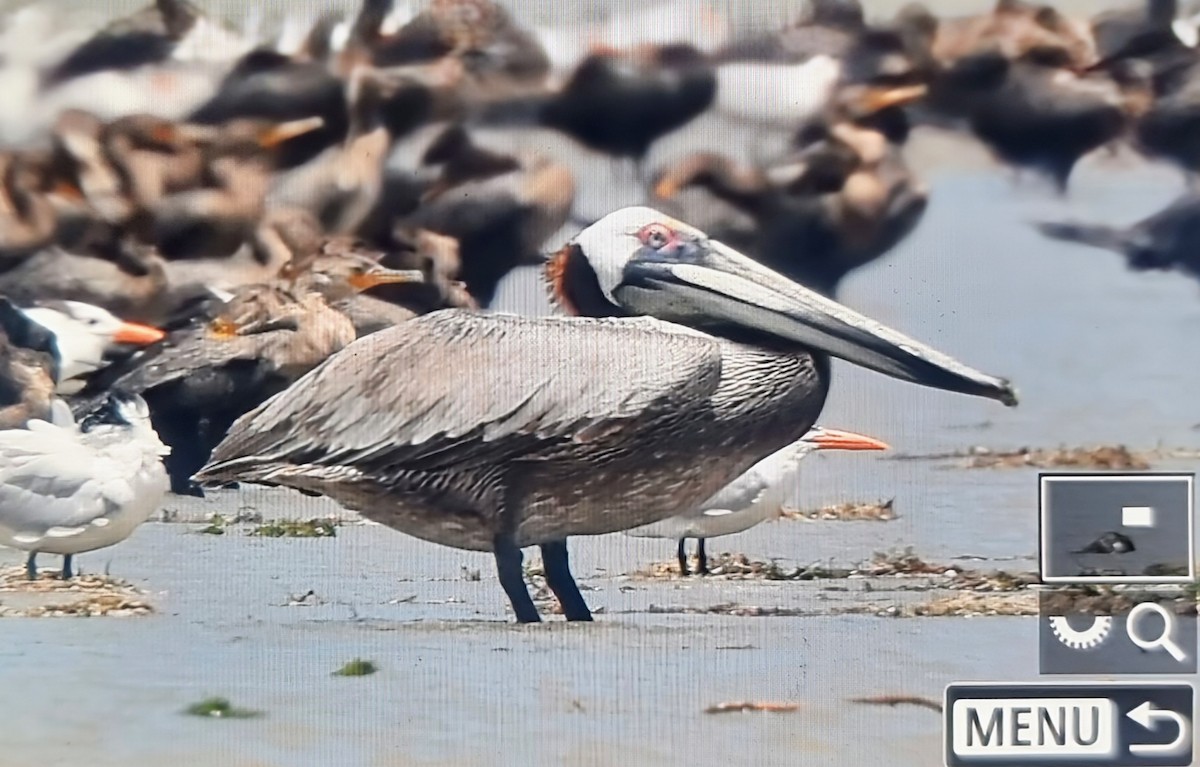 שקנאי חום - ML652888857
