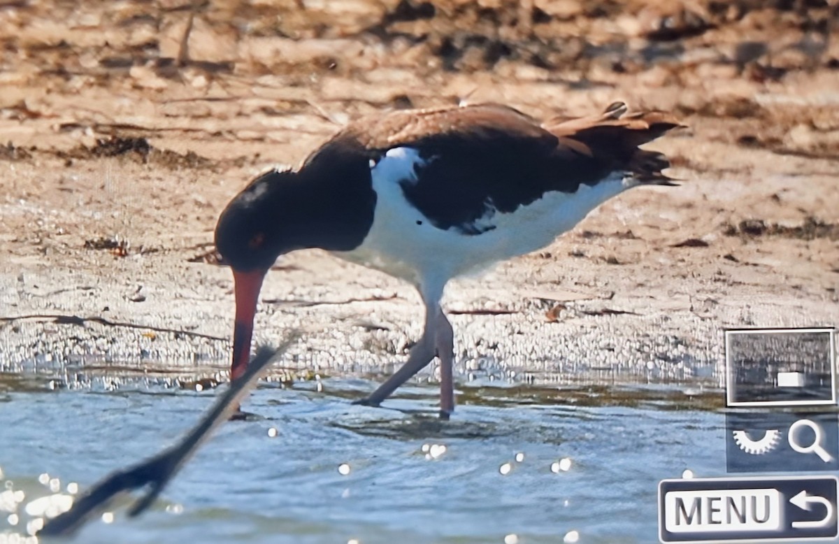 שלצדף אמריקני - ML652889027