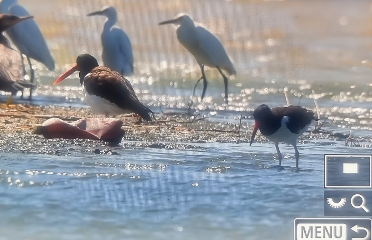 שלצדף אמריקני - ML652889028