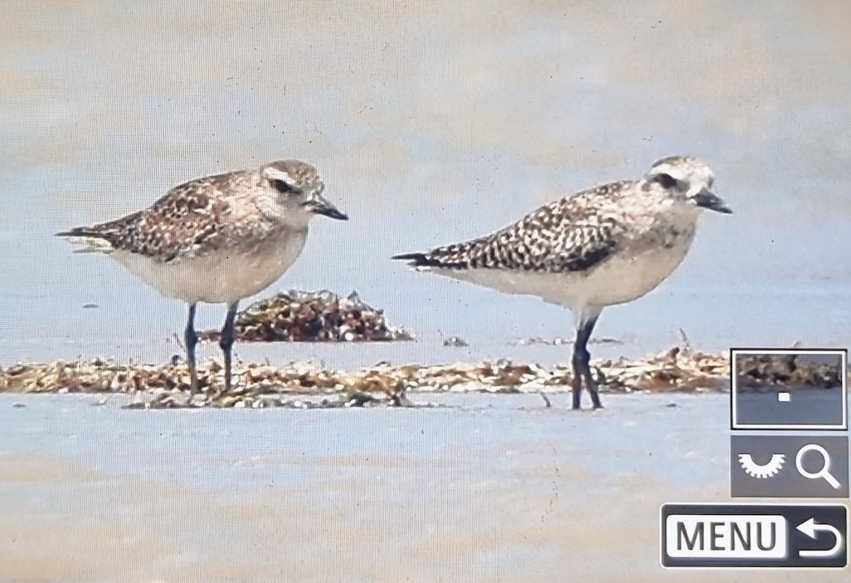 חופזי מנומר - ML652889040