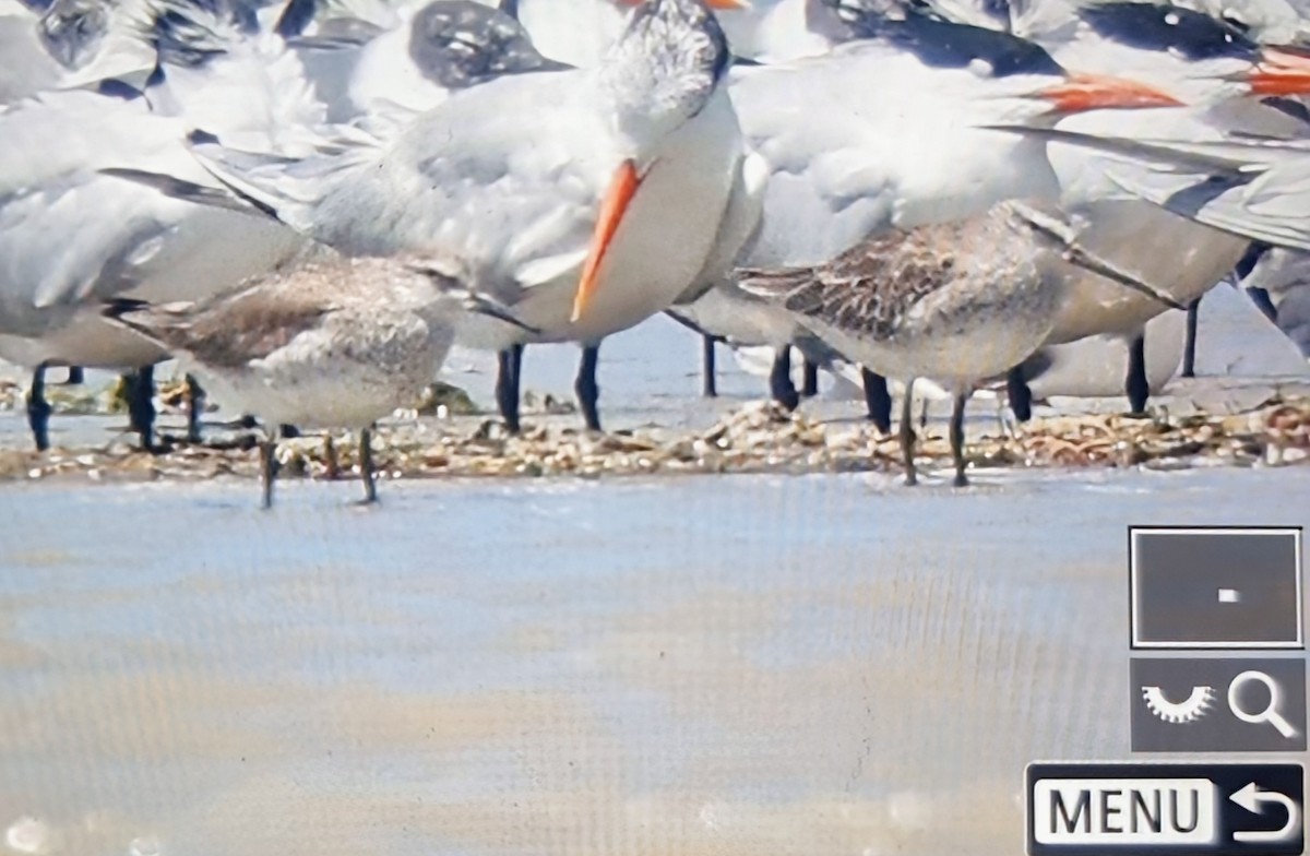 חופית להקנית - ML652889074