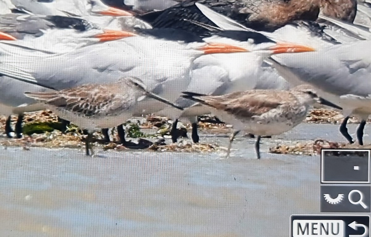 חופית להקנית - ML652889075