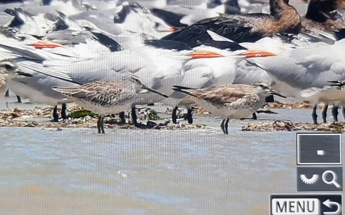 חופית להקנית - ML652889076