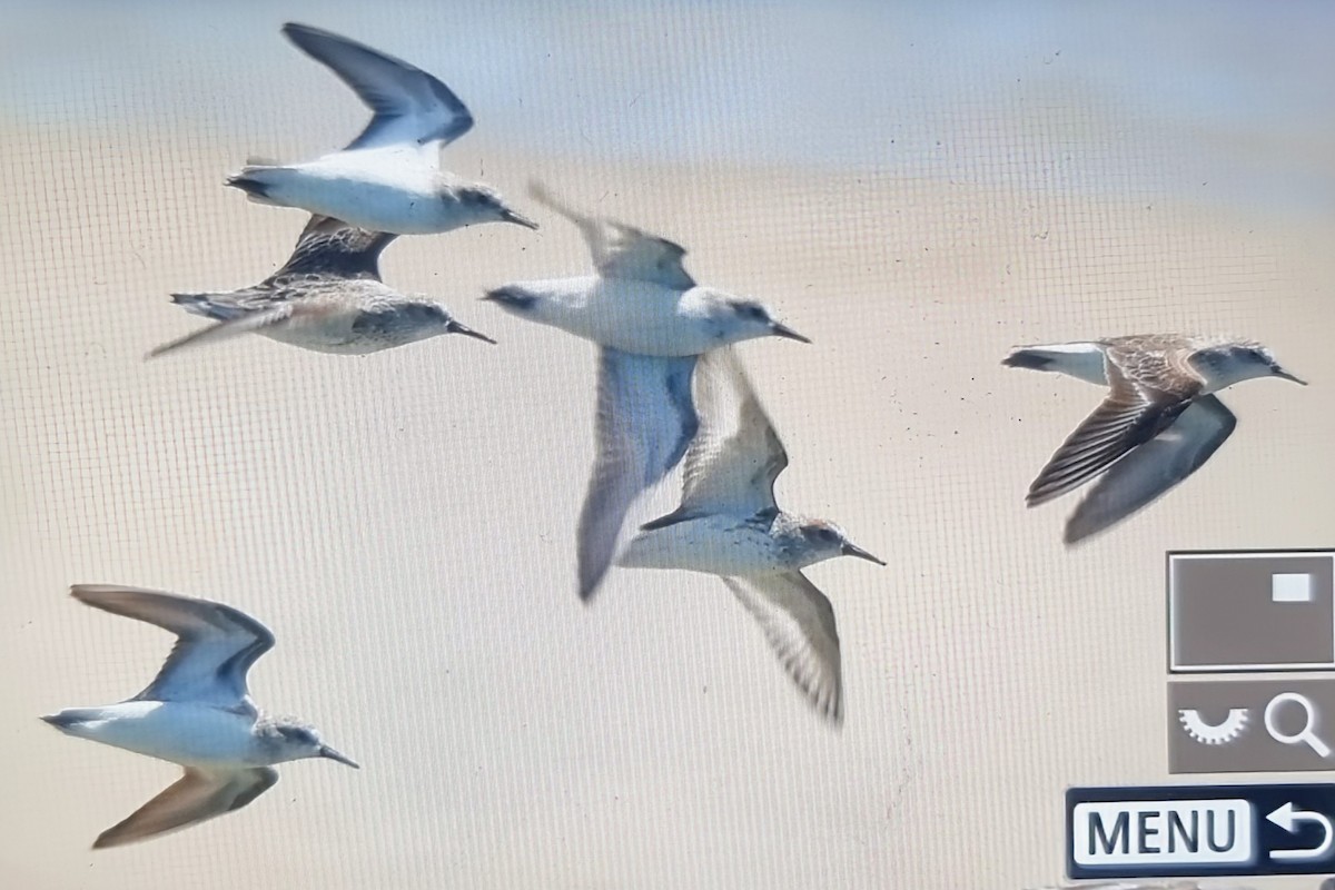 חופית אמריקנית - ML652889097