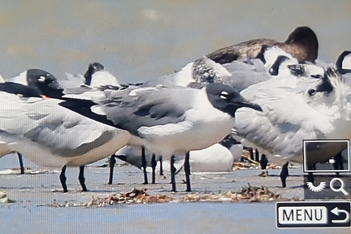 שחף צוחק - ML652889108