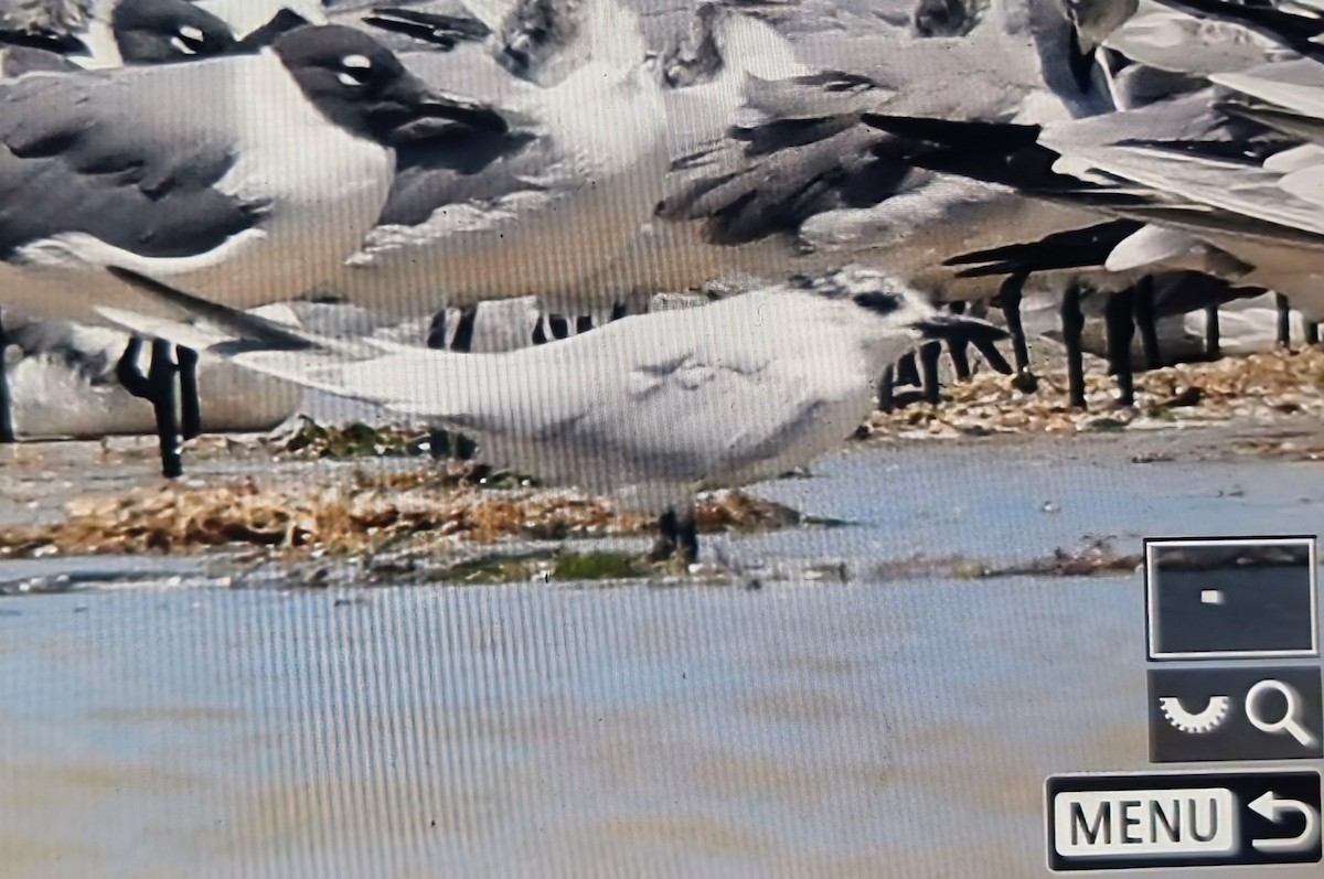 שחפית עבת-מקור - ML652889174