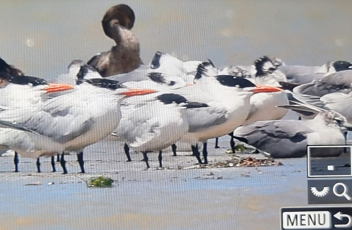 שחפית שחורת-מקור (אמריקנית) - ML652889208