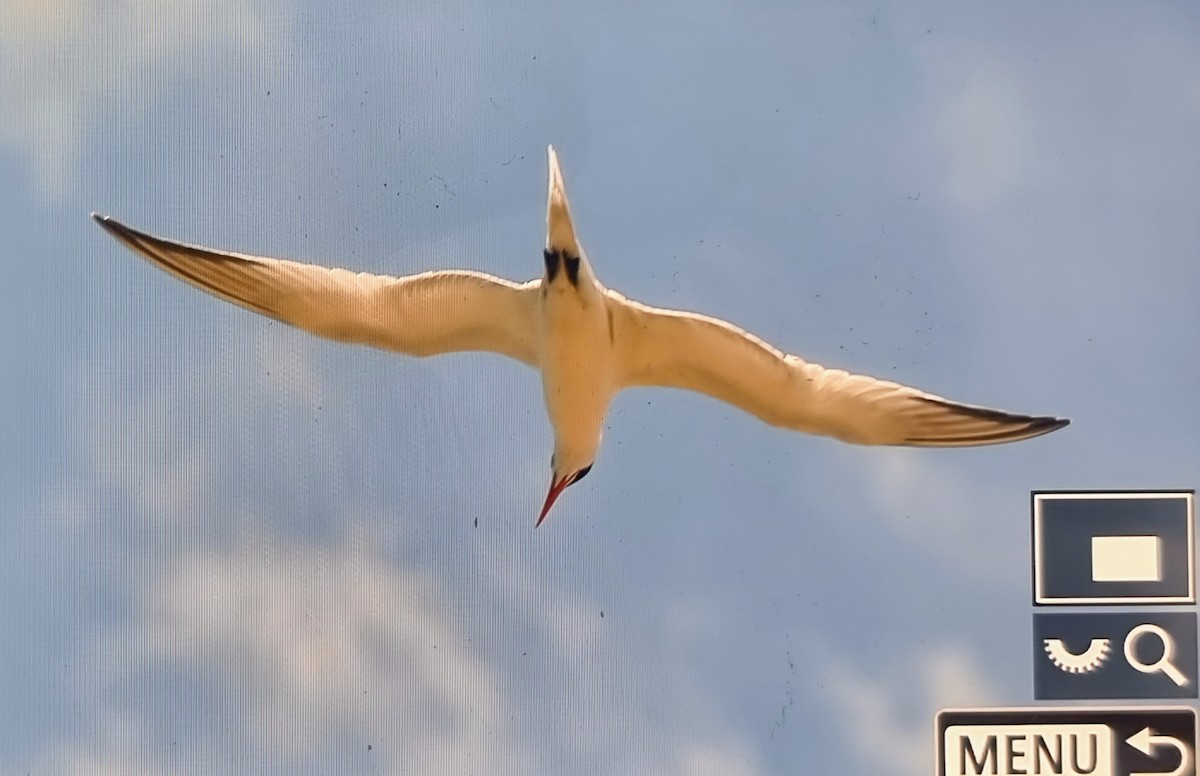 שחפית גדולה - ML652889243