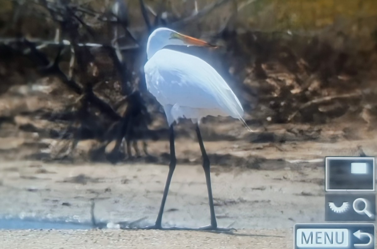 לבנית גדולה (אמריקנית) - ML652889290