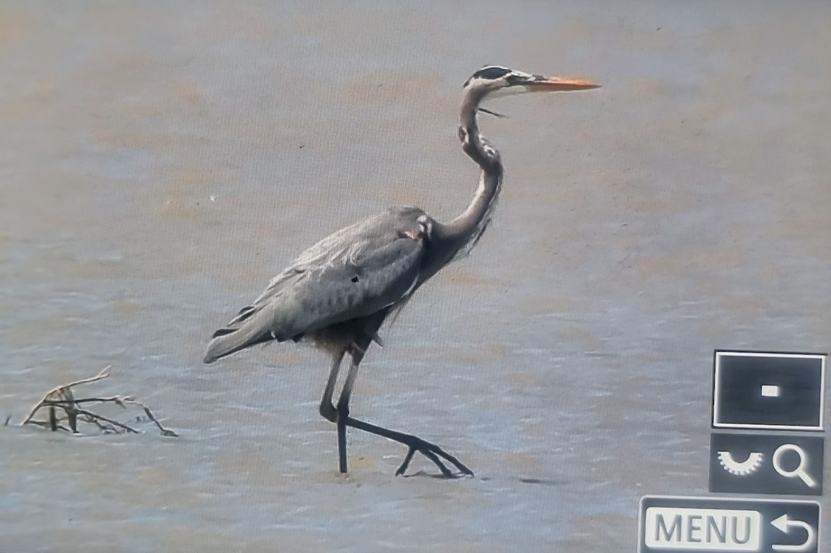 Great Blue Heron (Great Blue) - ML652889331