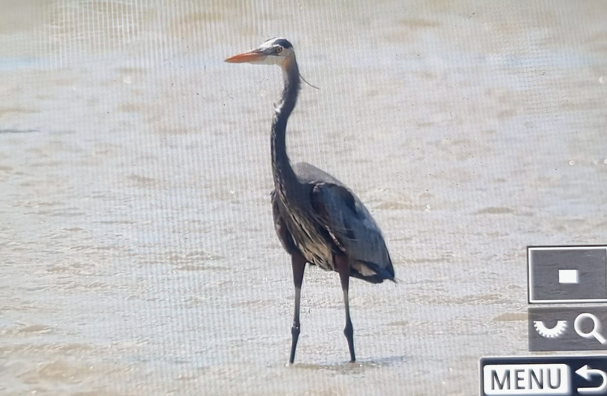 Great Blue Heron (Great Blue) - ML652889332