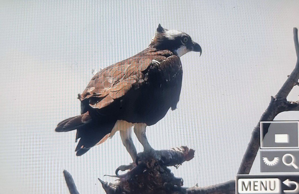 שלך (carolinensis) - ML652889359